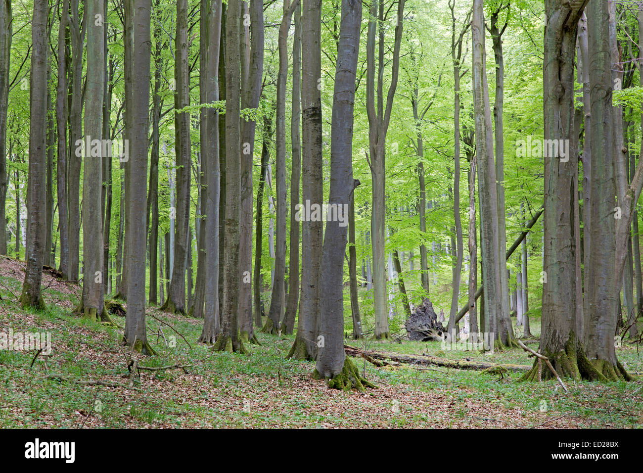 Buchenwald (Fagus Sylvatica), Wald im Frühjahr, Nationalpark Jasmund, Weltkulturerbe, Rügen, Deutschland Stockfoto