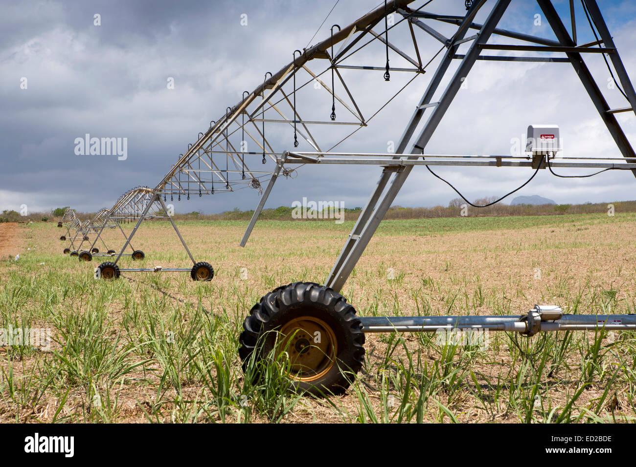 Mauritius, Albion, Landwirtschaft, Tal lineare Ernte Bewässerung Maschine in neu gepflanzten Zuckerrohrfeld Stockfoto