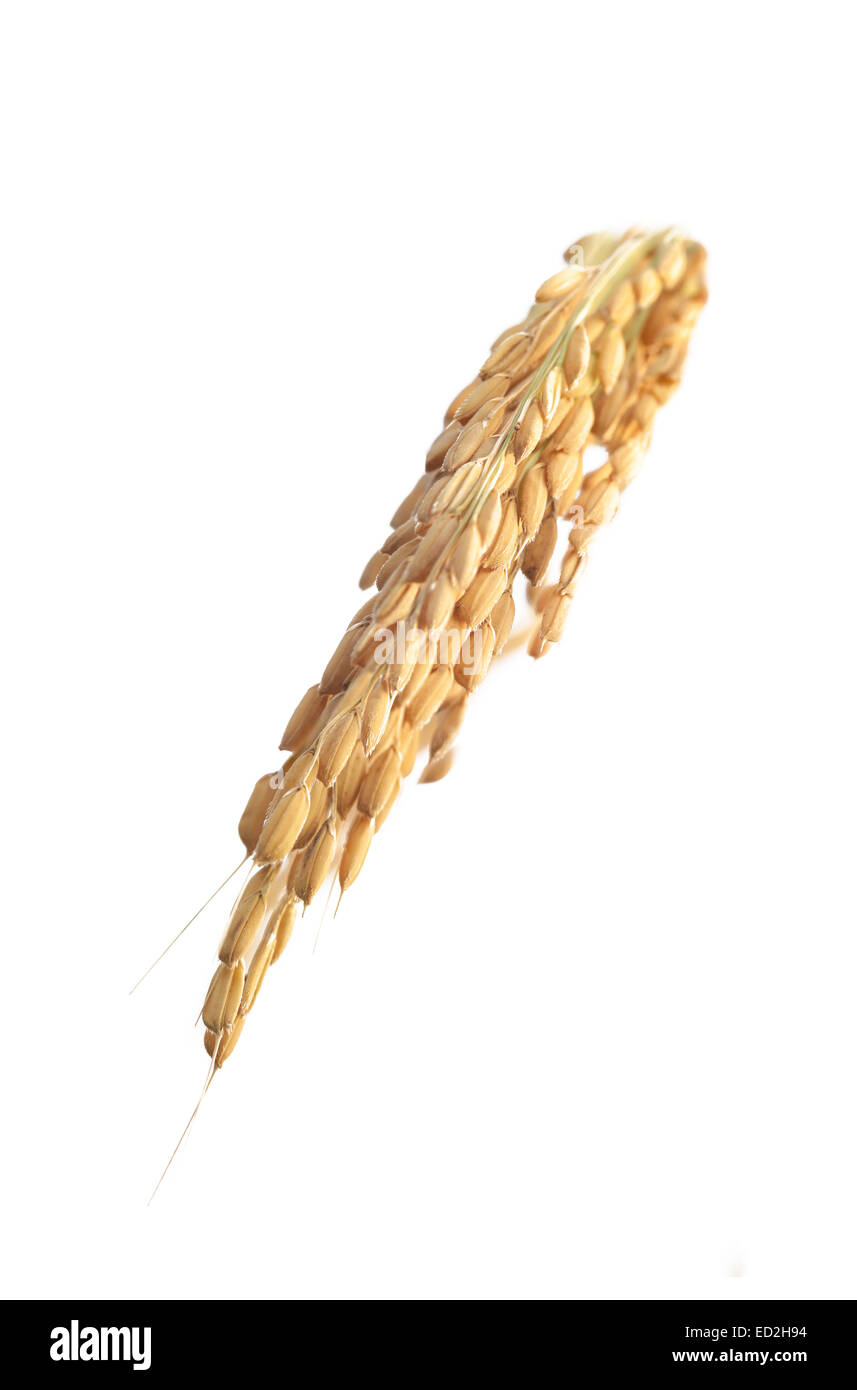 Ohren von Reis auf dem weißen Hintergrund hautnah Stockfoto