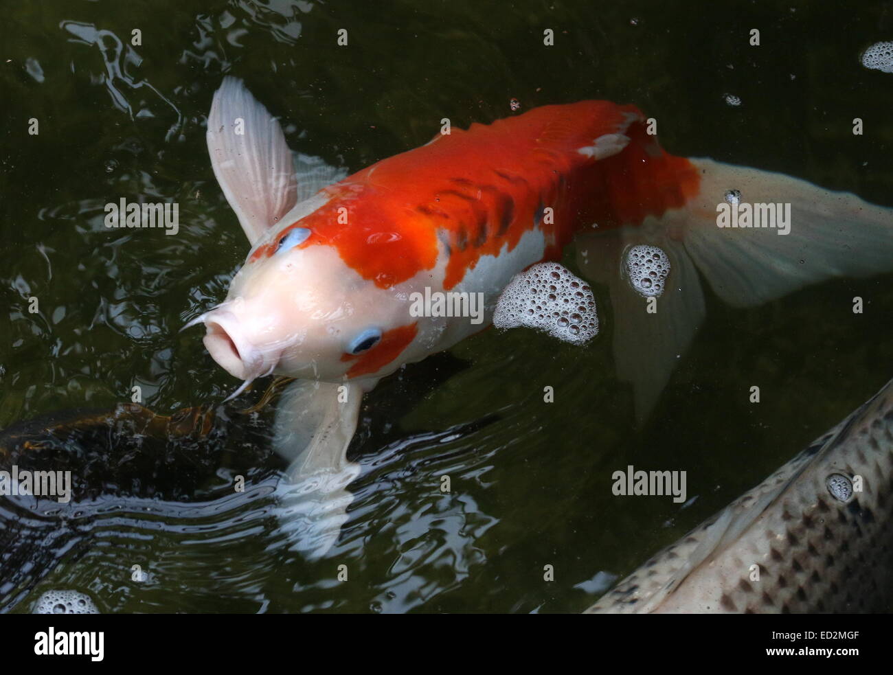Orange-weiße japanische Koi-Karpfen mit blauen Lidern kommen auf der Oberfläche des Wassers, Mund offen Stockfoto