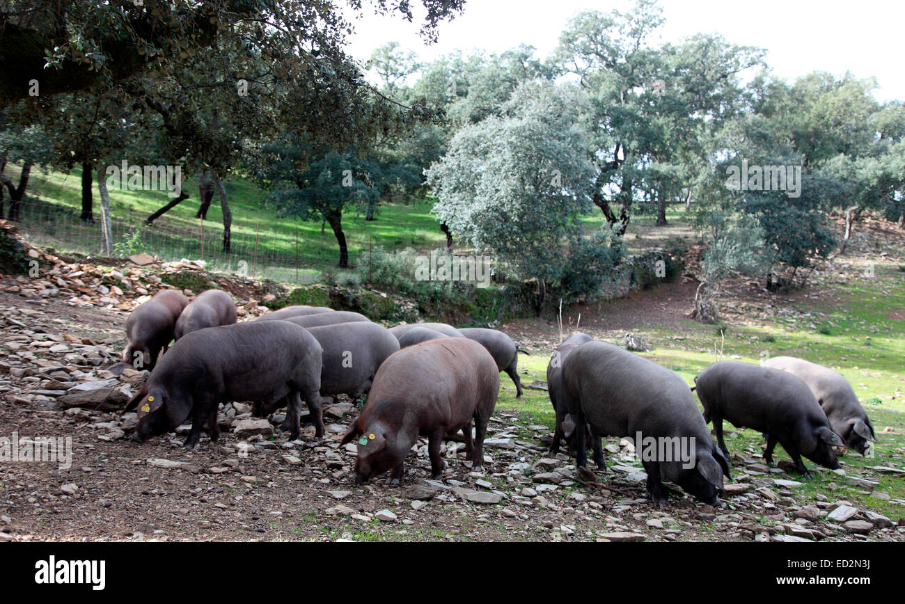 Iberische Freilandhaltung schwarze Schweine Futter für Eicheln in Steineiche Waldwiese in Sierra de Aracena. Stockfoto