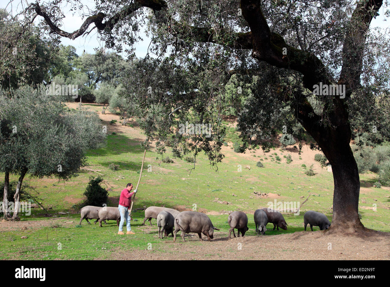 Schweinezüchter Manolo schüttelt sich Eicheln für seine schwarzen iberischen Schweine. Stockfoto