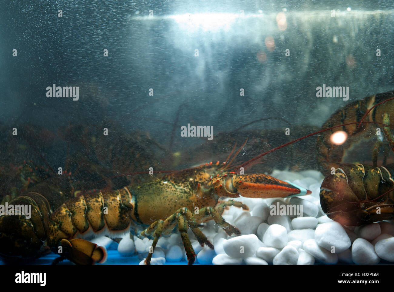Lebende hummer im tank Fotos und Bildmaterial in hoher Auflösung Alamy