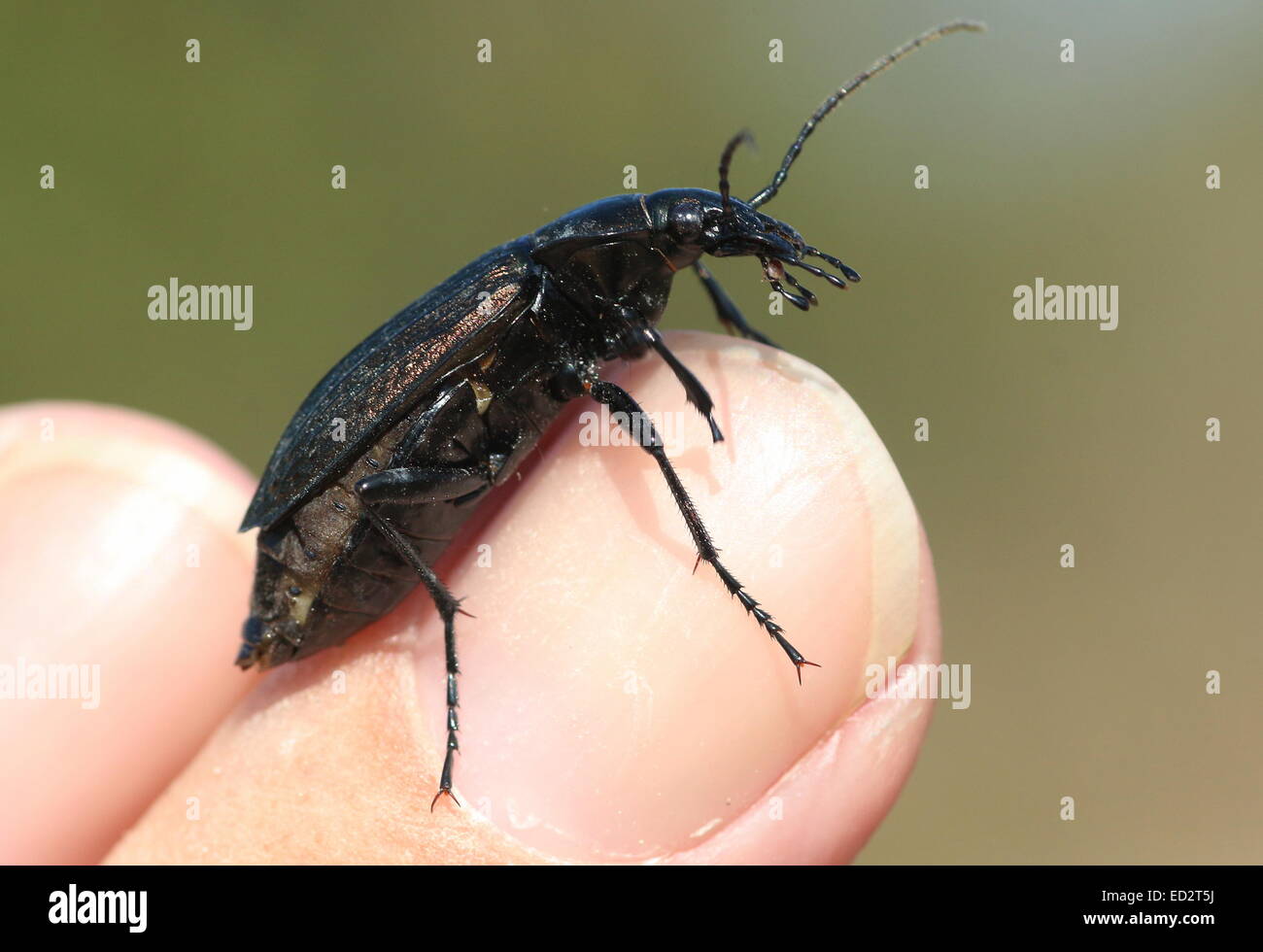 Europäische granuliert Carabid Käfer (Carabus Granulatus) posiert auf meinem finger Stockfoto