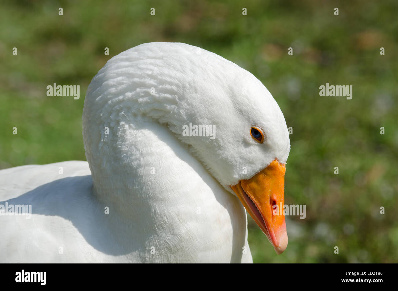 Nahaufnahme einer weiße Gans mit blauen Augen Stockfoto