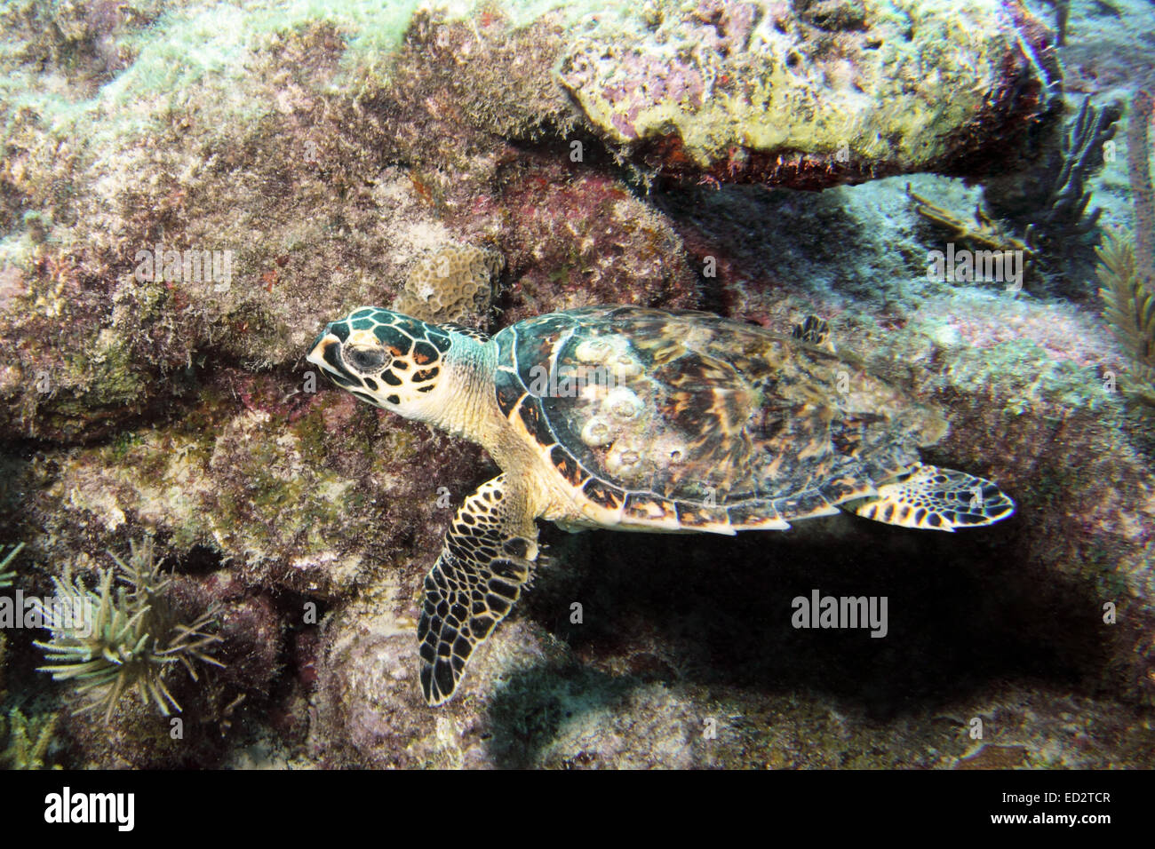 Eine echte Karettschildkröte schwimmt entlang Melasse Reef in Key Largo, Florida. Stockfoto