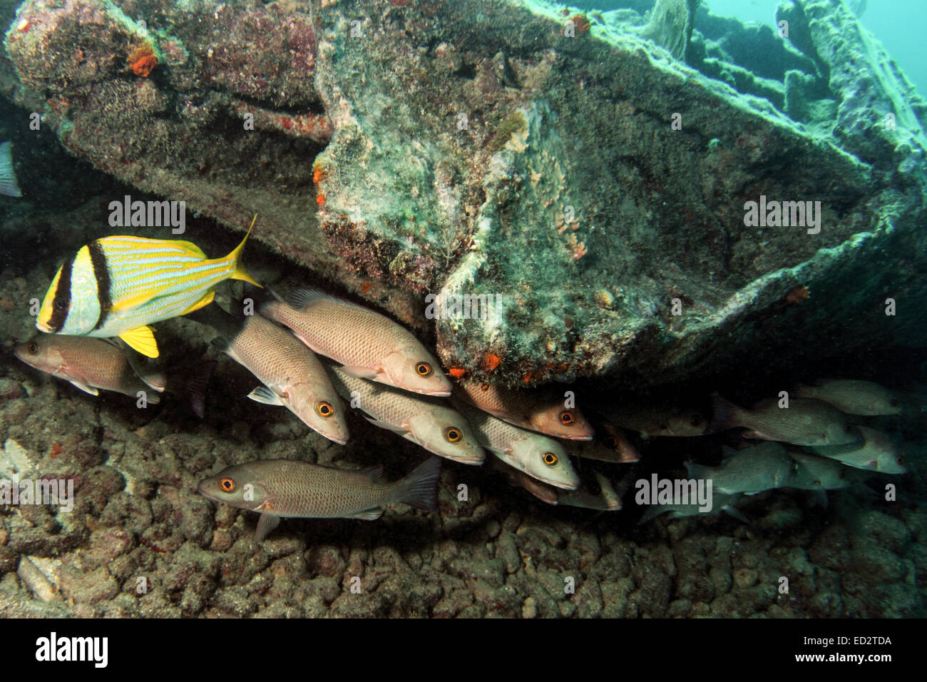 Eine Schule der Snapper und Porkfish Zuflucht unter ein Stück von den Trümmern der Stadt von Washington auf Melasse Reef im Schlüssel Stockfoto