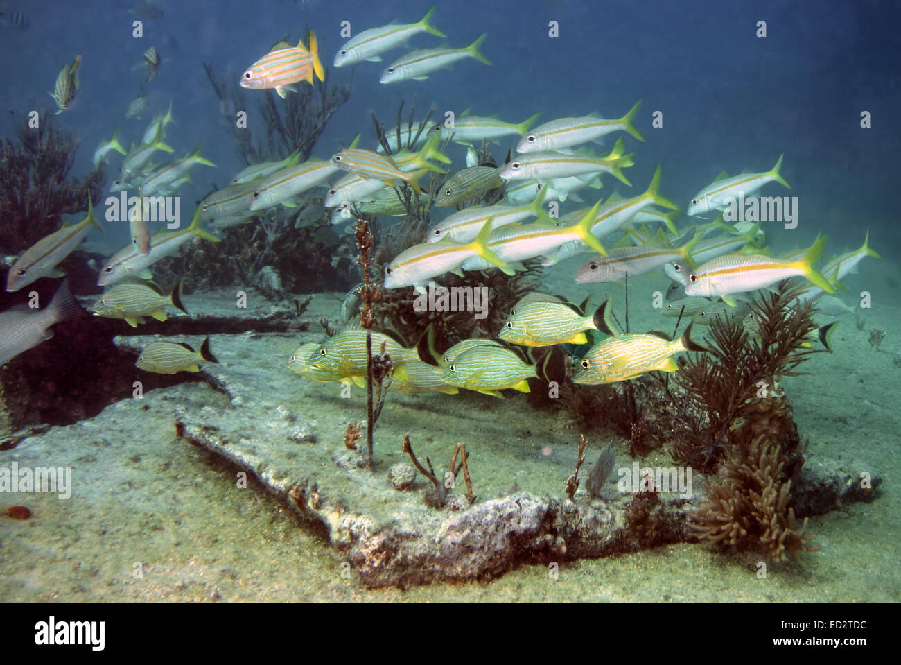 Eine Schule Goatfish und blau gestreiften Grunzen schwimmen auf der Seacape der Melasse Reef und dem Untergang der Stadt Washington. Stockfoto