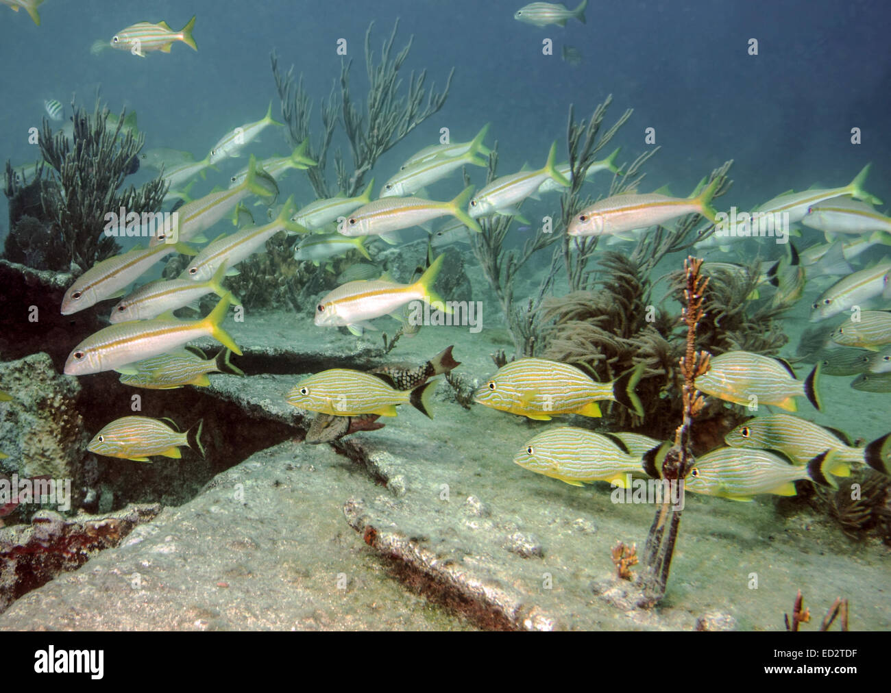 Eine Schule Goatfish und blau gestreiften Grunzen schwimmen auf der Seacape der Melasse Reef und dem Untergang der Stadt Washington. Stockfoto