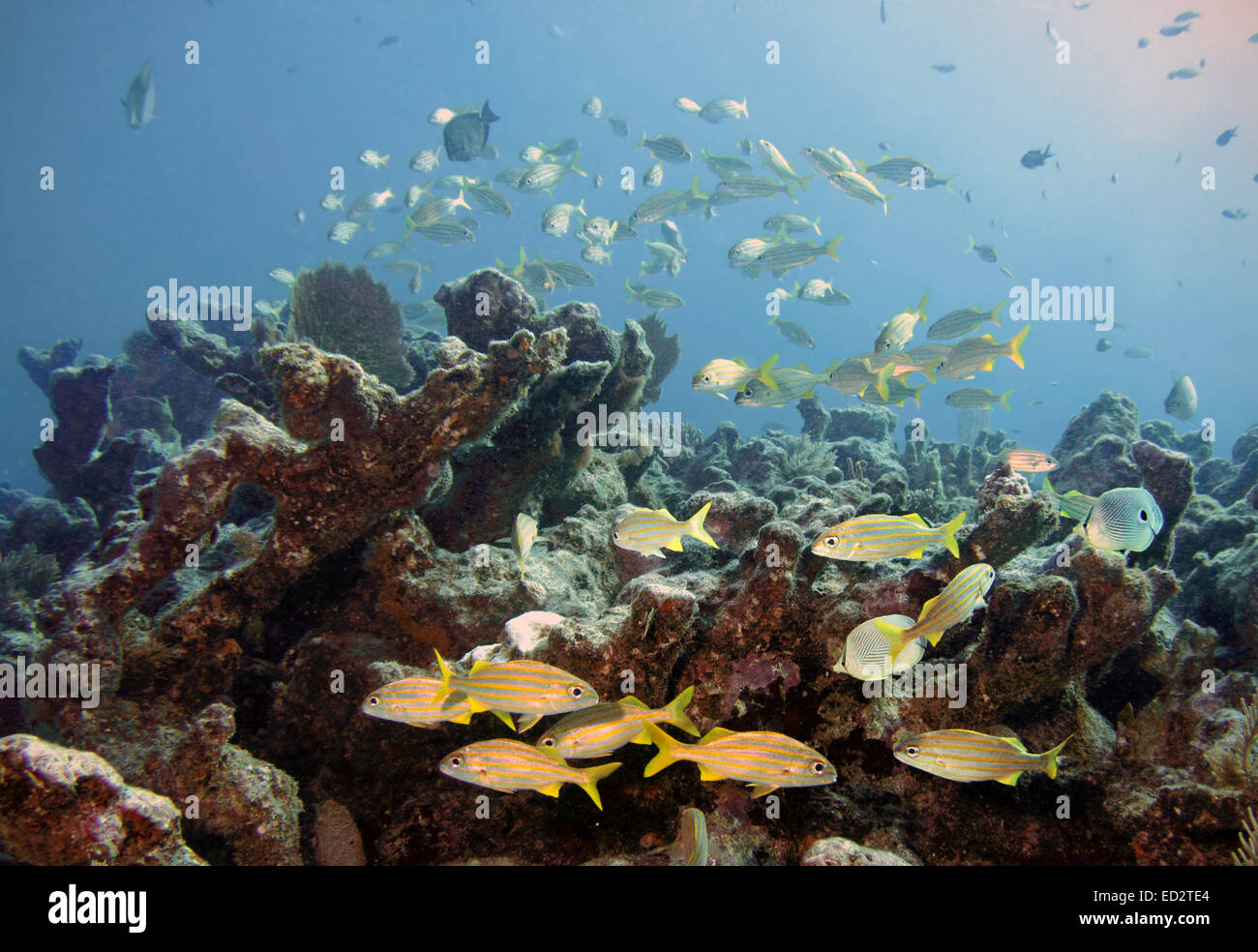 Fische und Korallen auf Melasse Reef, Key Largo, Florida in den Florida Keys National Marine Sanctuary. Stockfoto