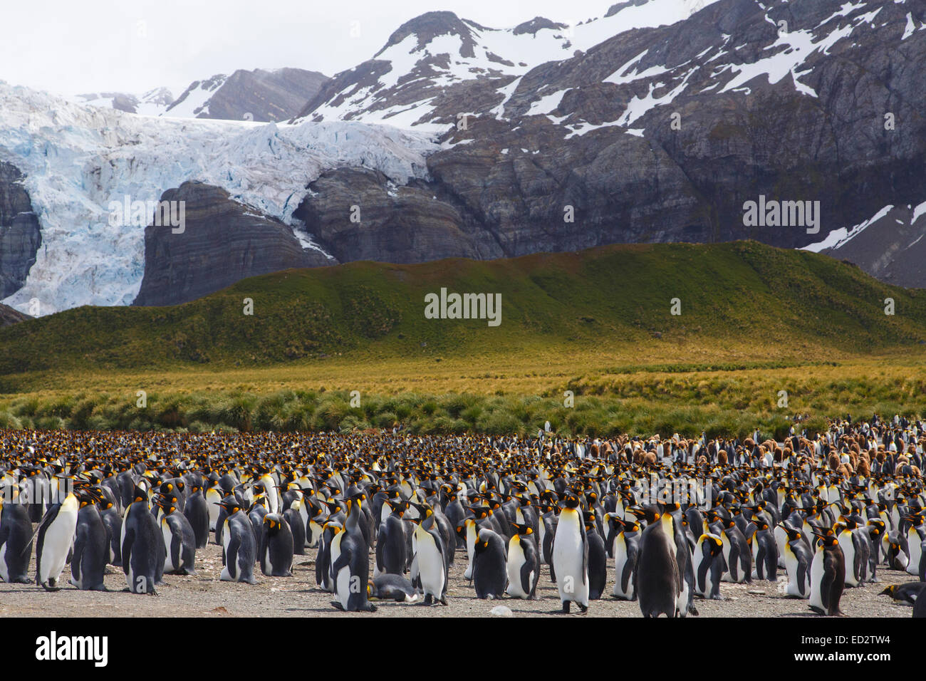 König Penguins (Aptenodytes Patagonicus), Gold Harbour, Südgeorgien, Antarktis. Stockfoto