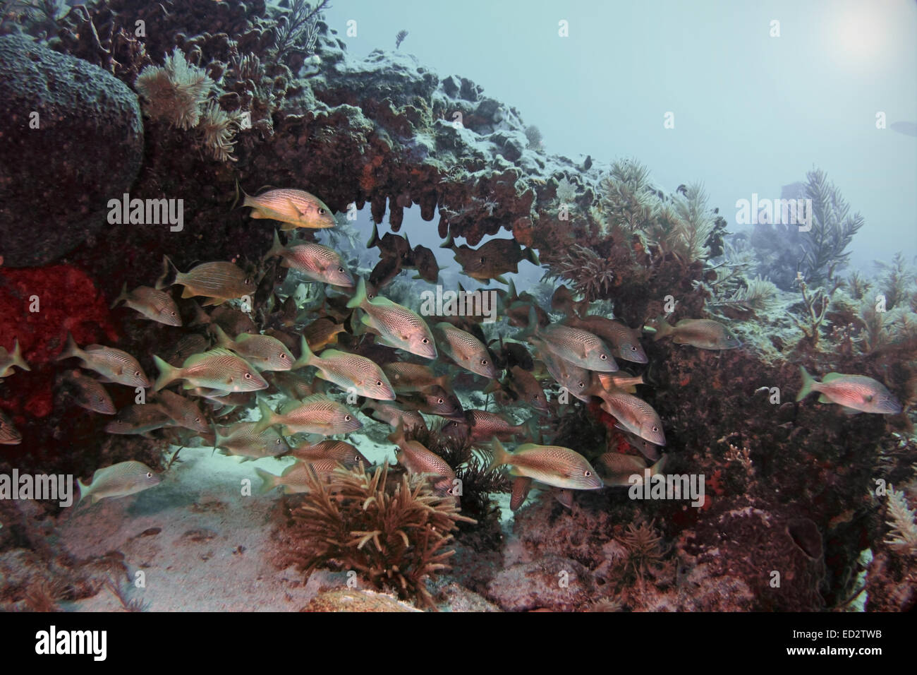 Seelandschaft von Fischen an einem Korallenriff auf Melasse Reef in Key Largo, Florida. Stockfoto