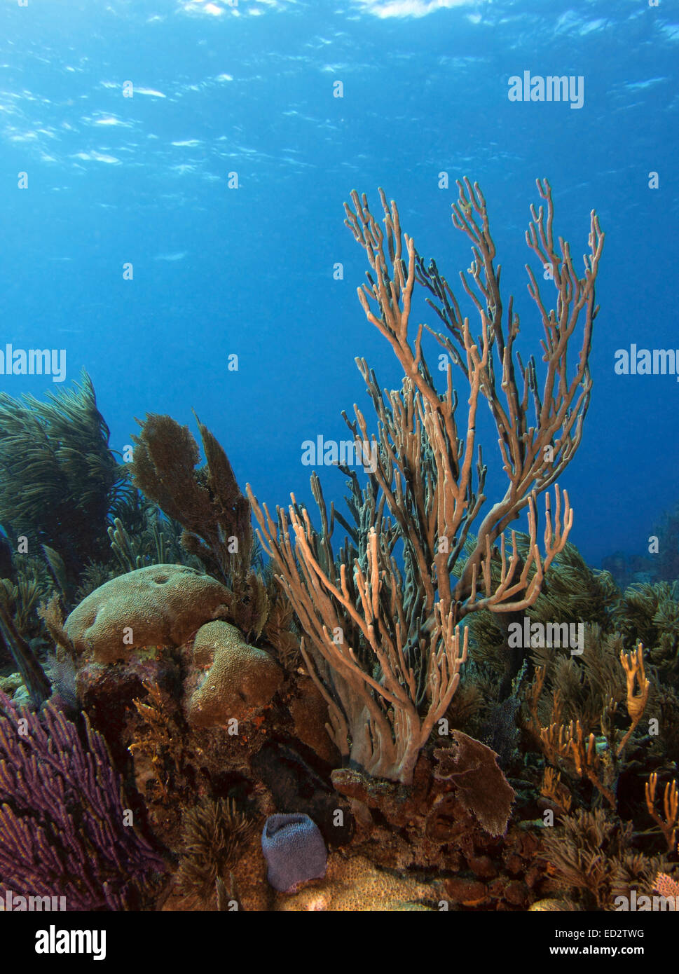 Ein schöner Fleck von Korallen auf Melasse Reef in den Florida Keys National Marine Sanctuary, Key Largo, Florida. Stockfoto