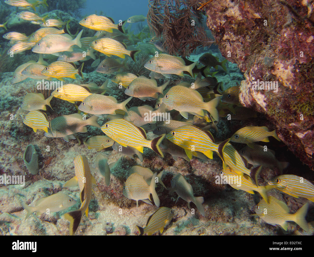 Seelandschaft von Fischen an einem Korallenriff auf Melasse Reef in Key Largo, Florida. Stockfoto