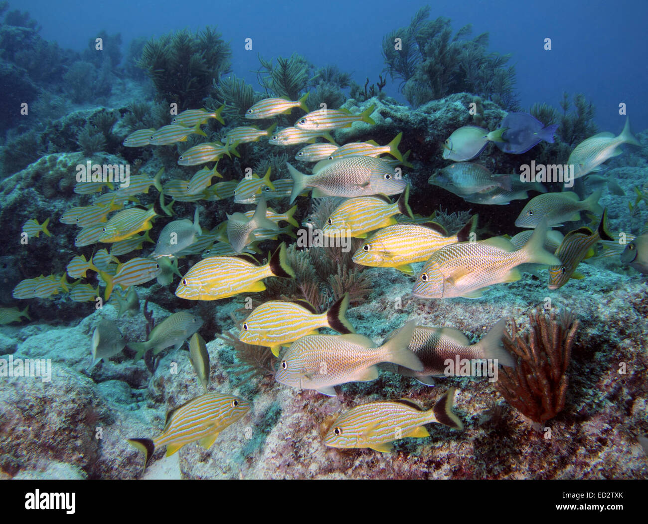 Seelandschaft von Fischen an einem Korallenriff auf Melasse Reef in Key Largo, Florida. Stockfoto