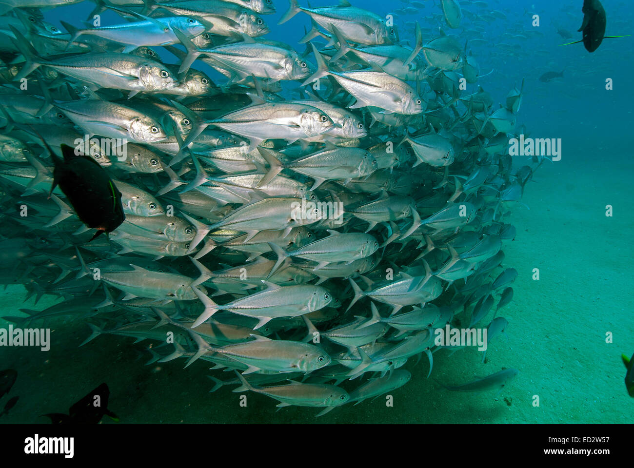 Eine Schule für Großaugenthun Trevally fotografiert am Cabo Pulmo, Mexiko Stockfoto