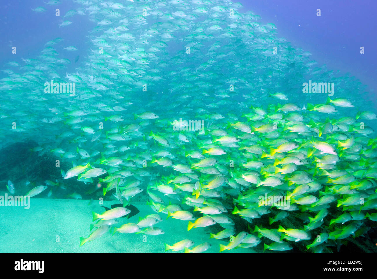 Gelb, Schnapper und Graybar Grunzen, Cabo Pulmo, Mexiko Stockfoto