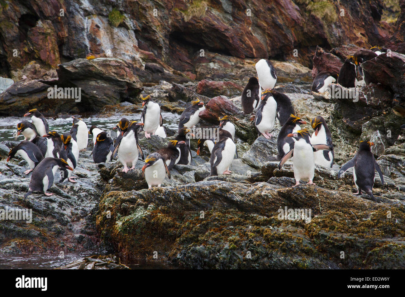 Makkaroni Pinguine (Eudyptes Chrysolophus), Cooper Bay, Südgeorgien, Antarktis. Stockfoto