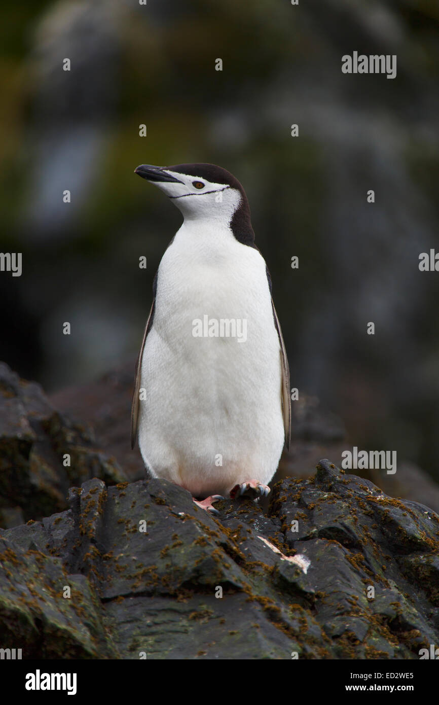 Pinguin Zügelpinguinen (Pygoscelis Antarctica), Cooper Bay, Südgeorgien, Antarktis. Stockfoto