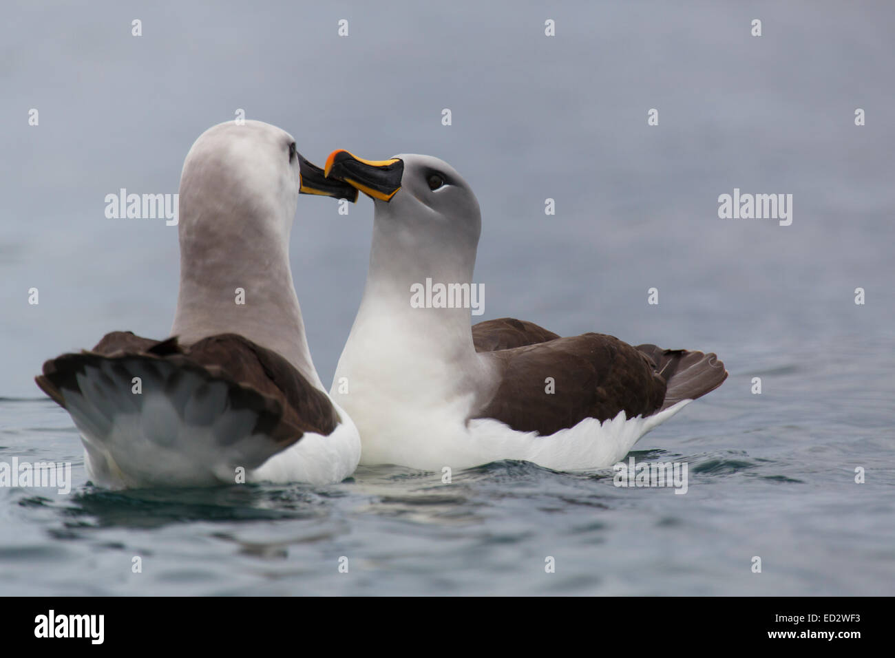 Grey-headed Albatross (Thalassarche Chrysostoma), Cooper Bay, Südgeorgien, Antarktis. Stockfoto