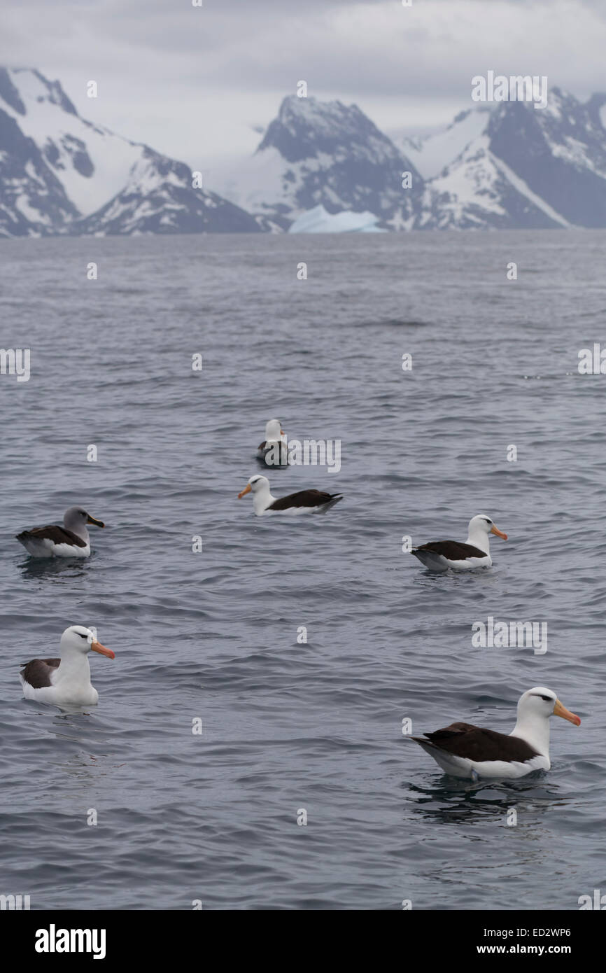 Albatros thalassarche melanophrys Fotos und Bildmaterial in hoher