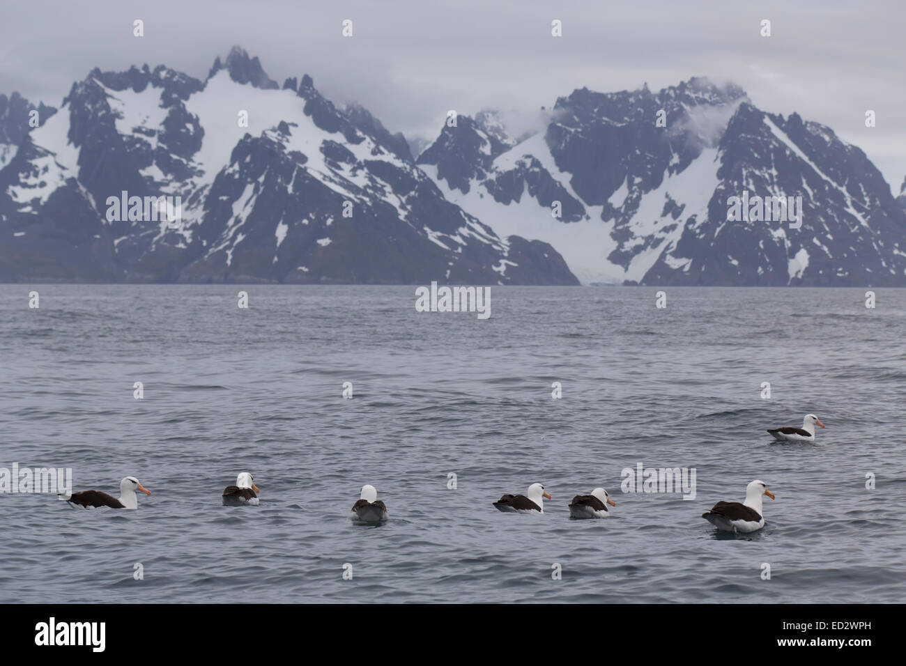 Albatros thalassarche melanophrys Fotos und Bildmaterial in hoher