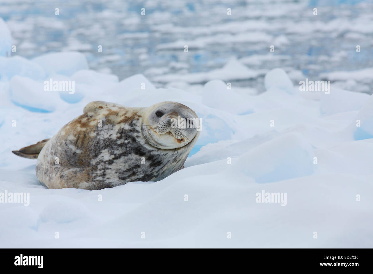 Weddell Dichtung, (Leptonychotes Weddellii), Cierva Bucht, Antarktis. Stockfoto