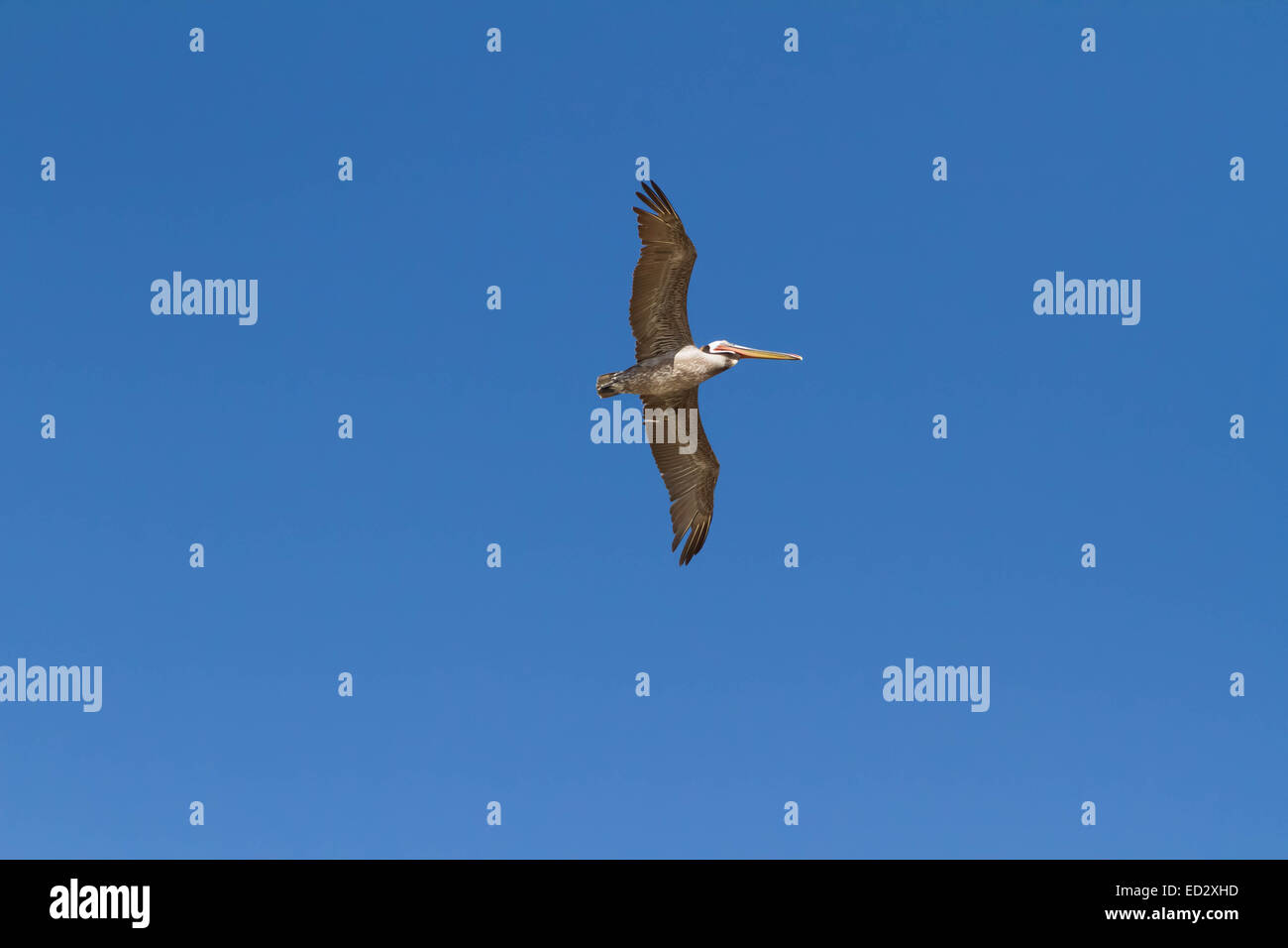 Ein Pelikan in einem klaren blauen Himmel fliegen Stockfoto