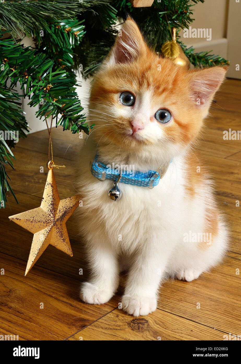 Ein Rettungs-Katze Kätzchen neben dem Weihnachtsbaum und Sterne Dekoration, niedlich. Stockfoto