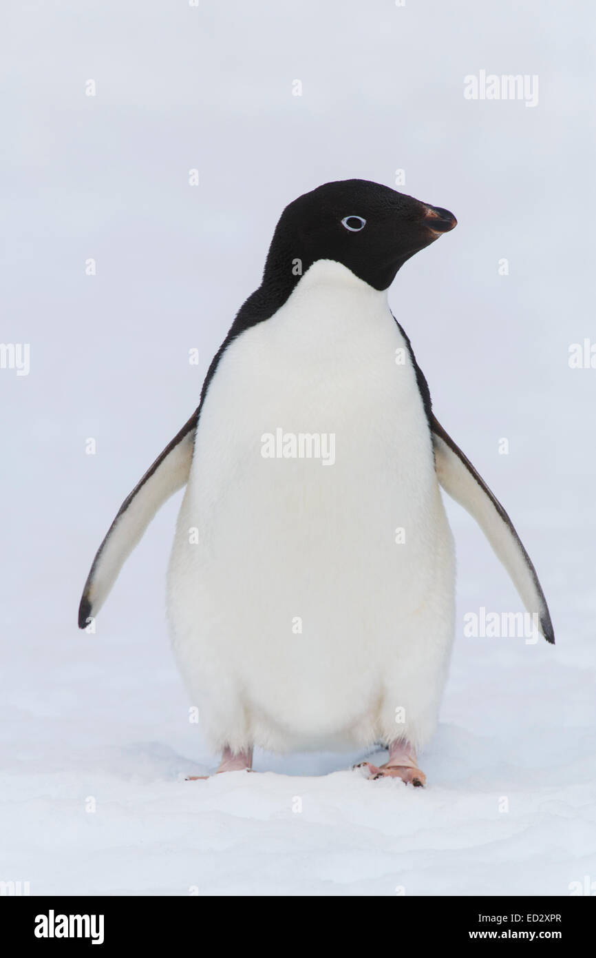 Adelie Penguin (Pygoscelis Adeliae) auf Yalour Island, Antarktis. Stockfoto