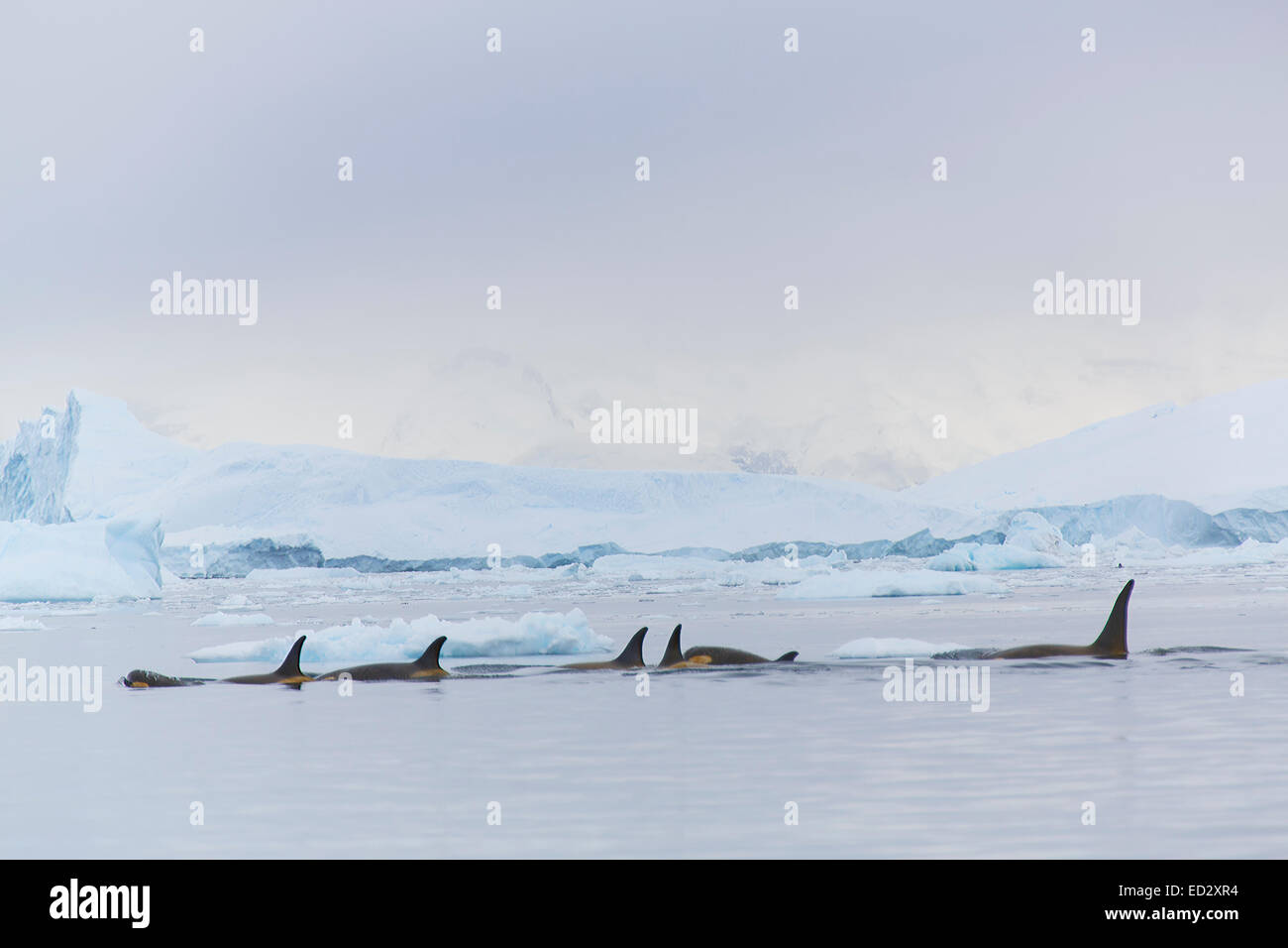 Killerwale, Neko Harbour, Antarktis. Stockfoto