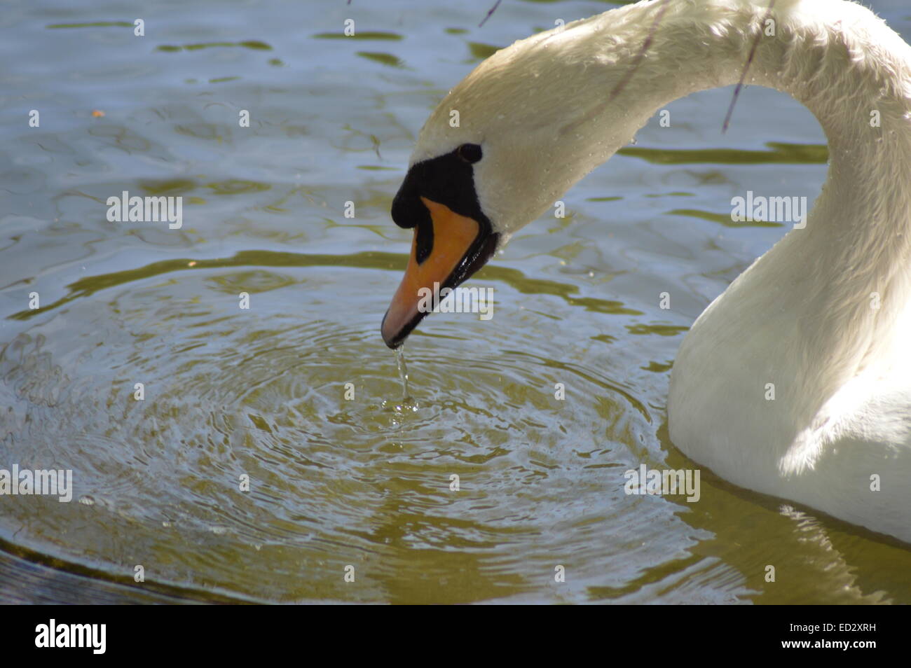 Tropft aus seinem schnabel Fotos und Bildmaterial in hoher Auflösung Alamy