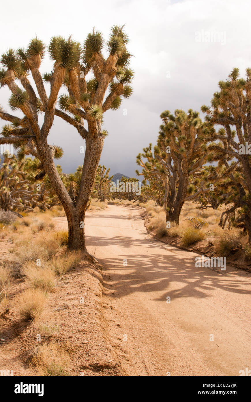 Wald von Joshua Bäume in Desert Storm Stockfoto