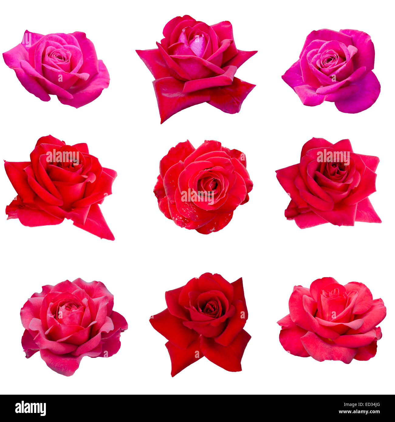 Collage aus neun rosa Rosen isoliert auf weißem Hintergrund Stockfoto