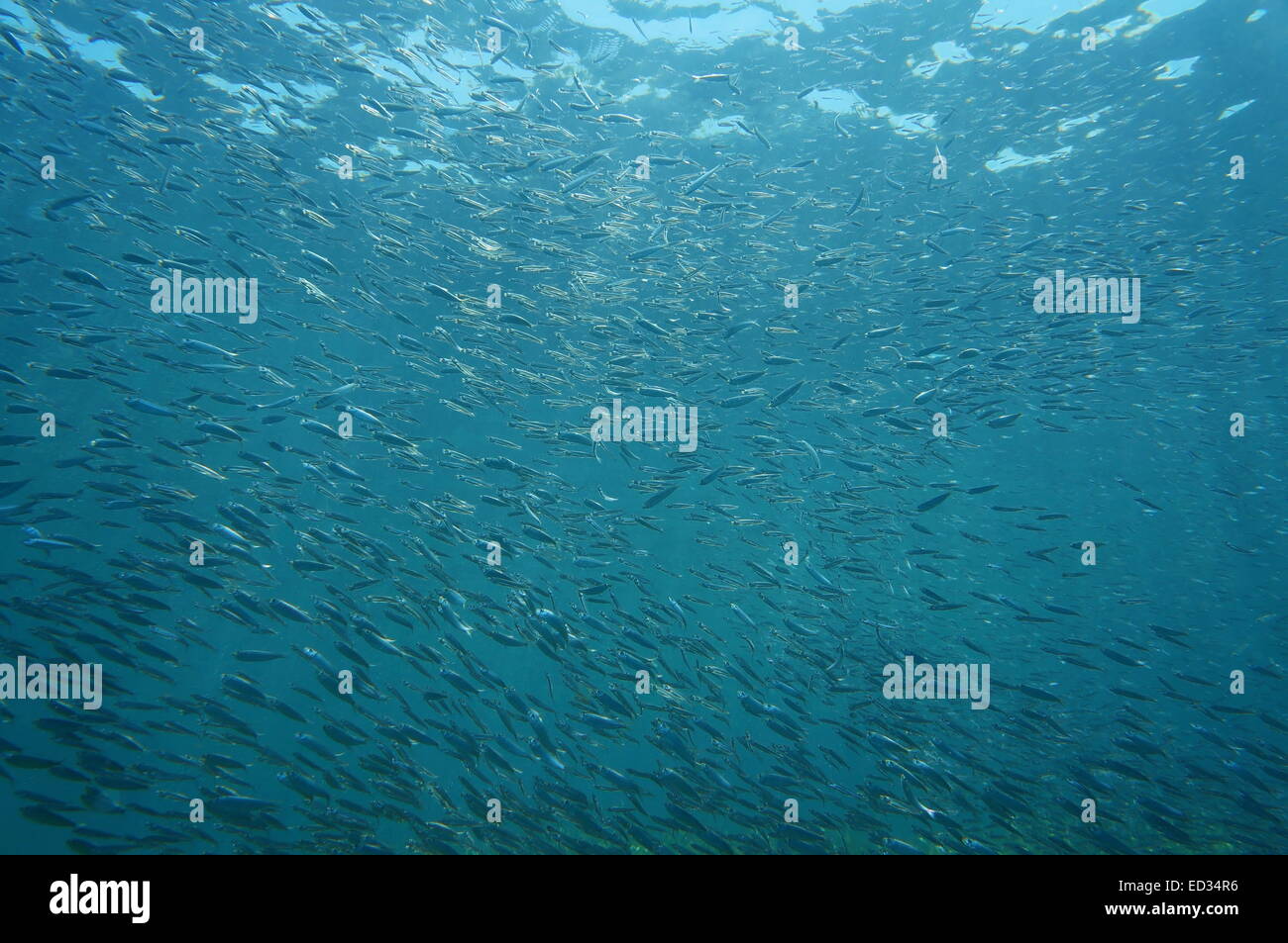 Kleiner Fischschwarm im Atlantischen Ozean Stockfoto
