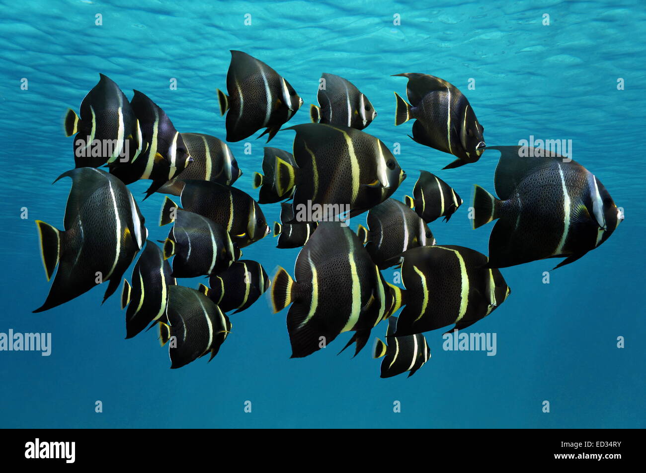 Schule von tropischen Fischen, französischer Kaiserfisch, unter der Wasseroberfläche, Karibik Stockfoto