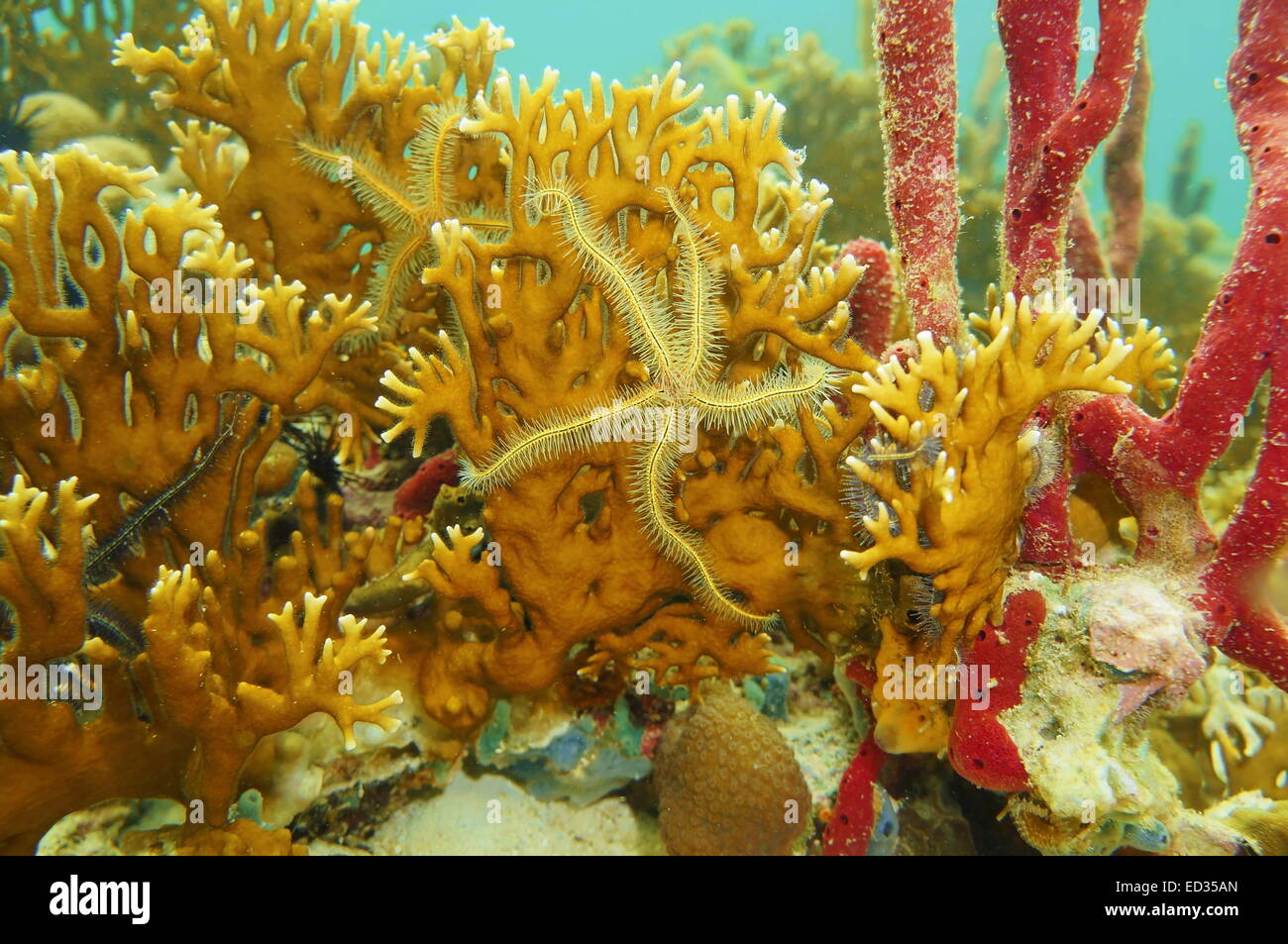 Unterwasser Kreatur, Suensons Schlangenstern brennt verzweigten Korallen, Karibik Stockfoto