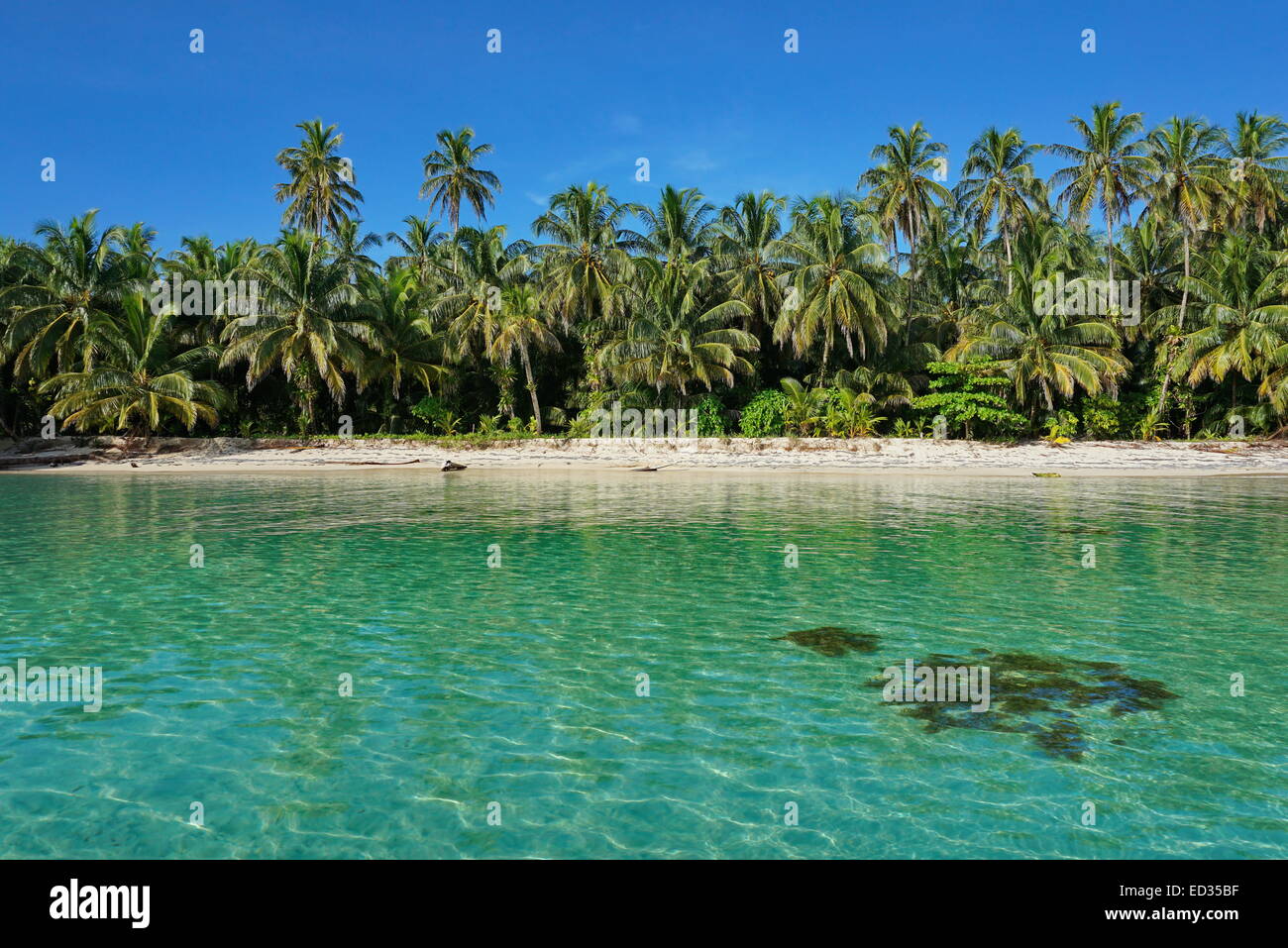 Unberührte tropische Ufer einer Insel des karibischen Meeres mit üppiger Vegetation, Cayos Zapatilla, Bocas del Toro, Panama Stockfoto