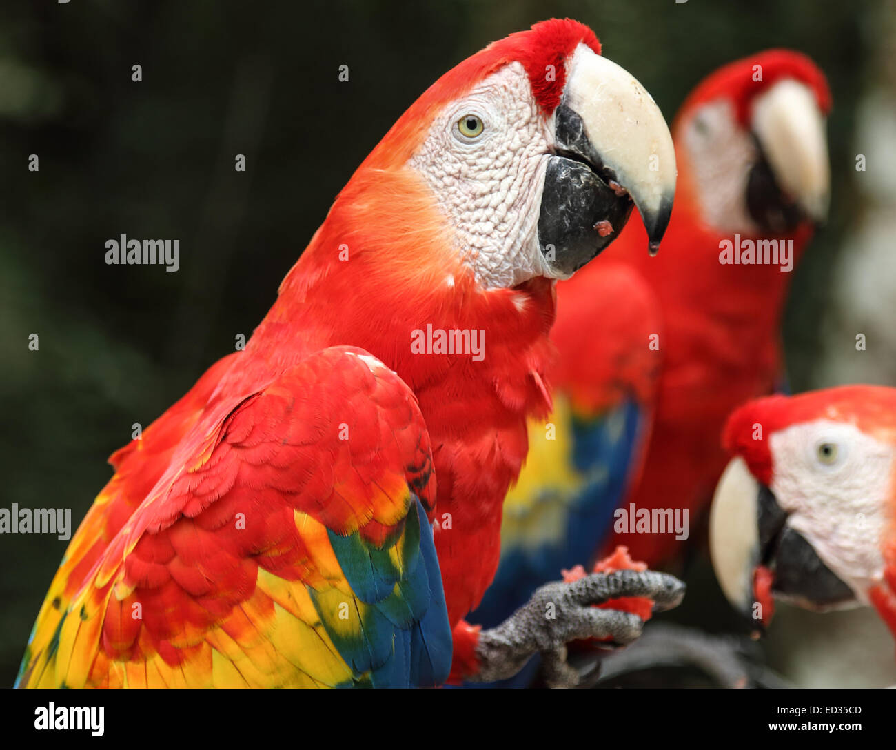 Rote Aras füttern nahe dem Eingang zu den Maya-Ruinen in Copán, Honduras. Stockfoto