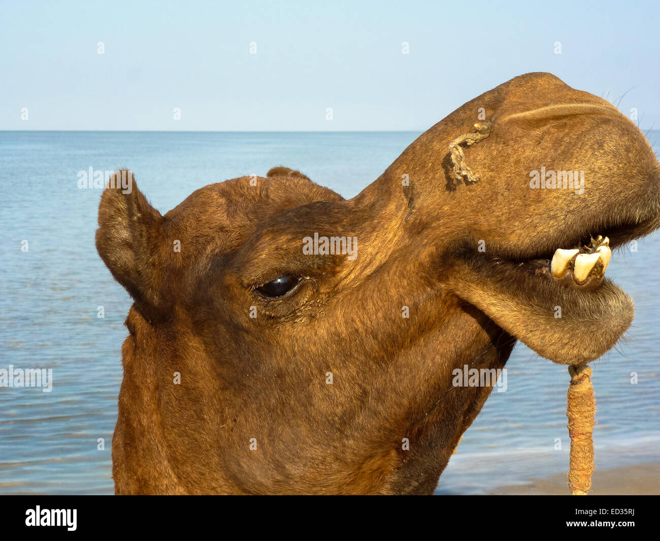 Kamele bei Bhuji in Gujarat in Indien Stockfoto