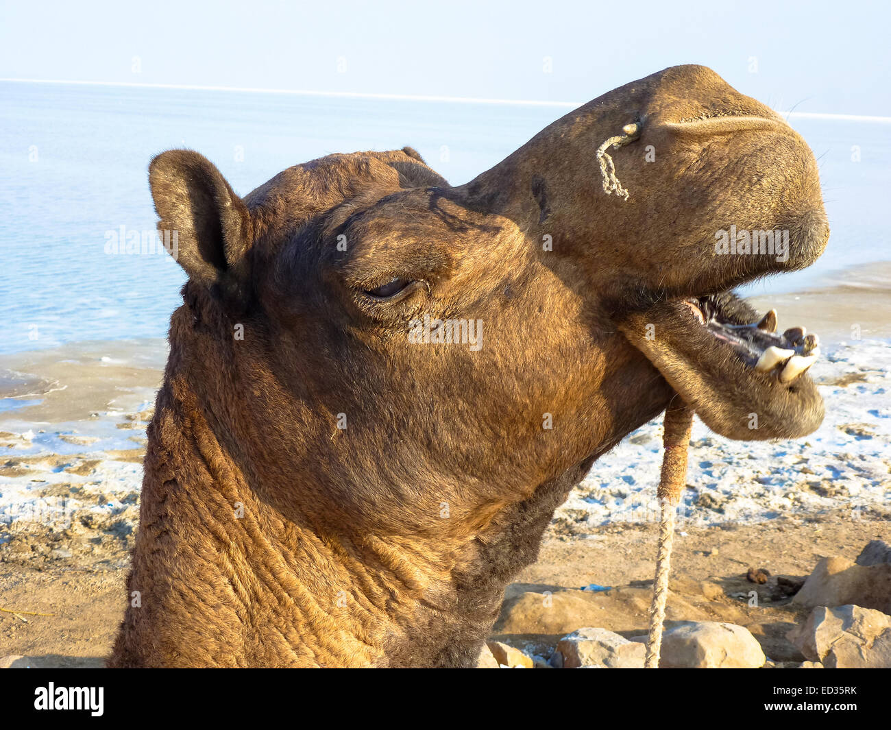 Kamele bei Bhuji in Gujarat in Indien Stockfoto