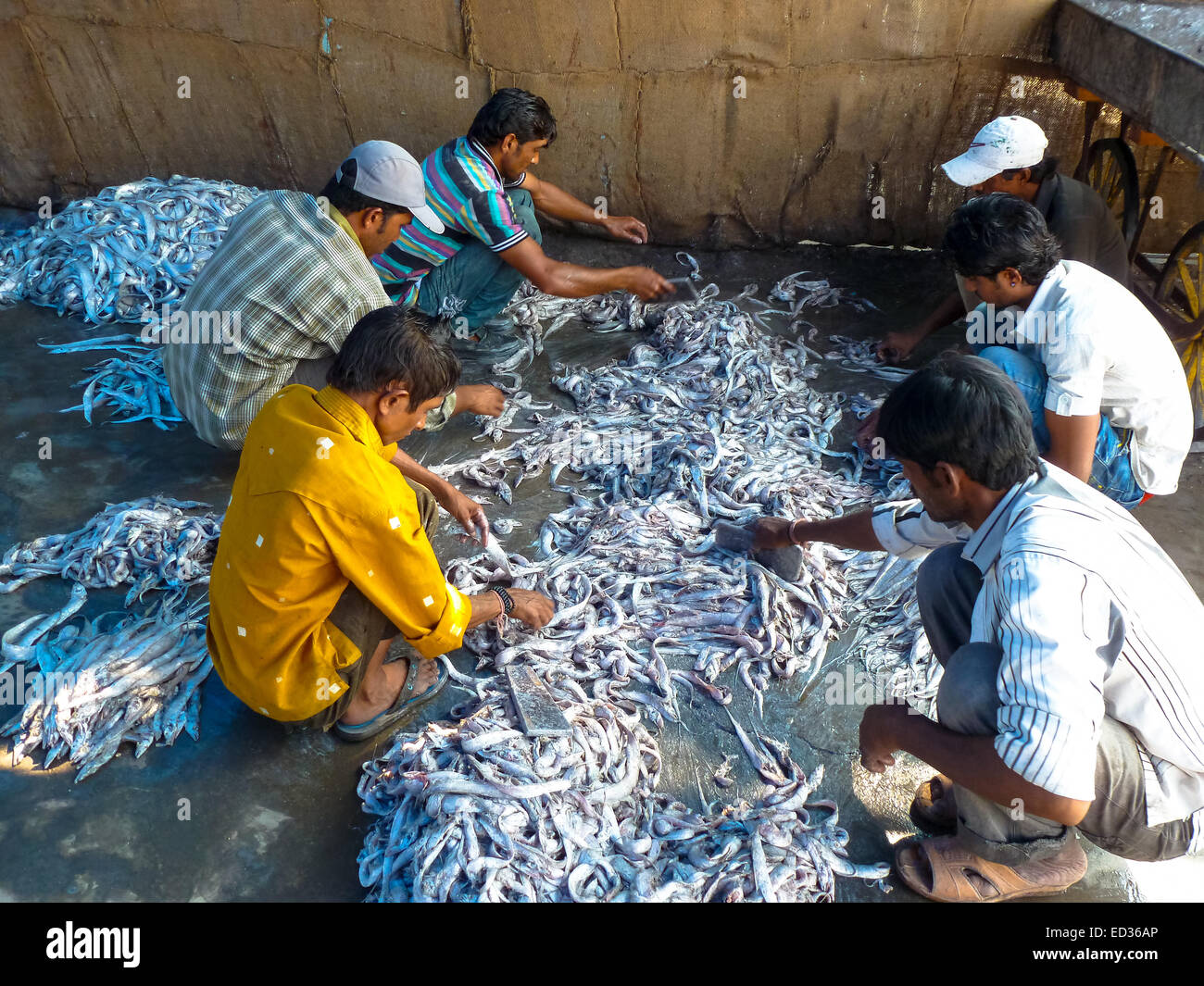 Gruppe von Männern sortieren Fisch auf dem Fischmarkt in Diu Gujarat Indien Stockfoto