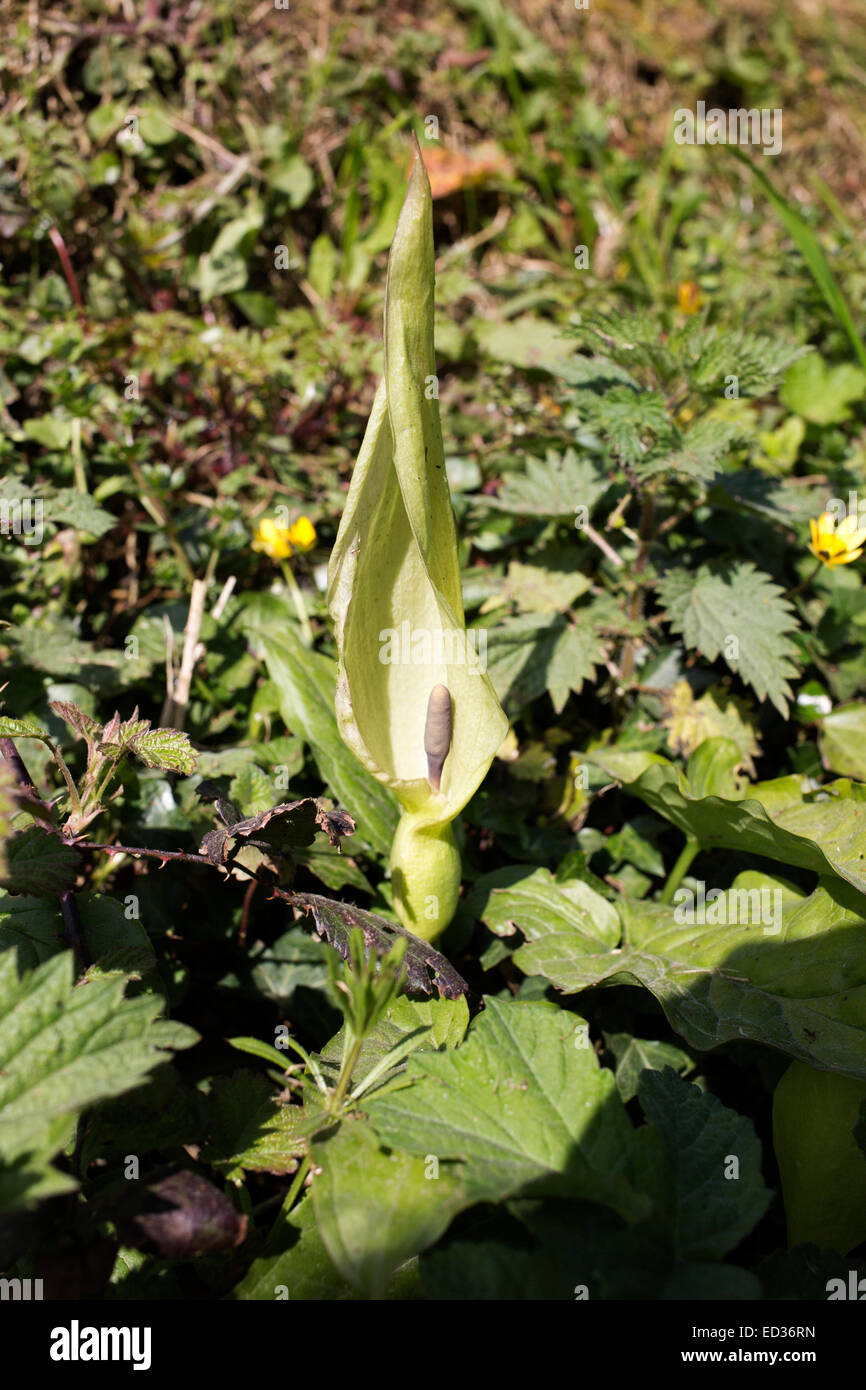 Kuckuck-Pint Blume, auch genannt Lords-and-Ladies, in der Nähe von Mevagissey, Cornwall, England, UK. Stockfoto