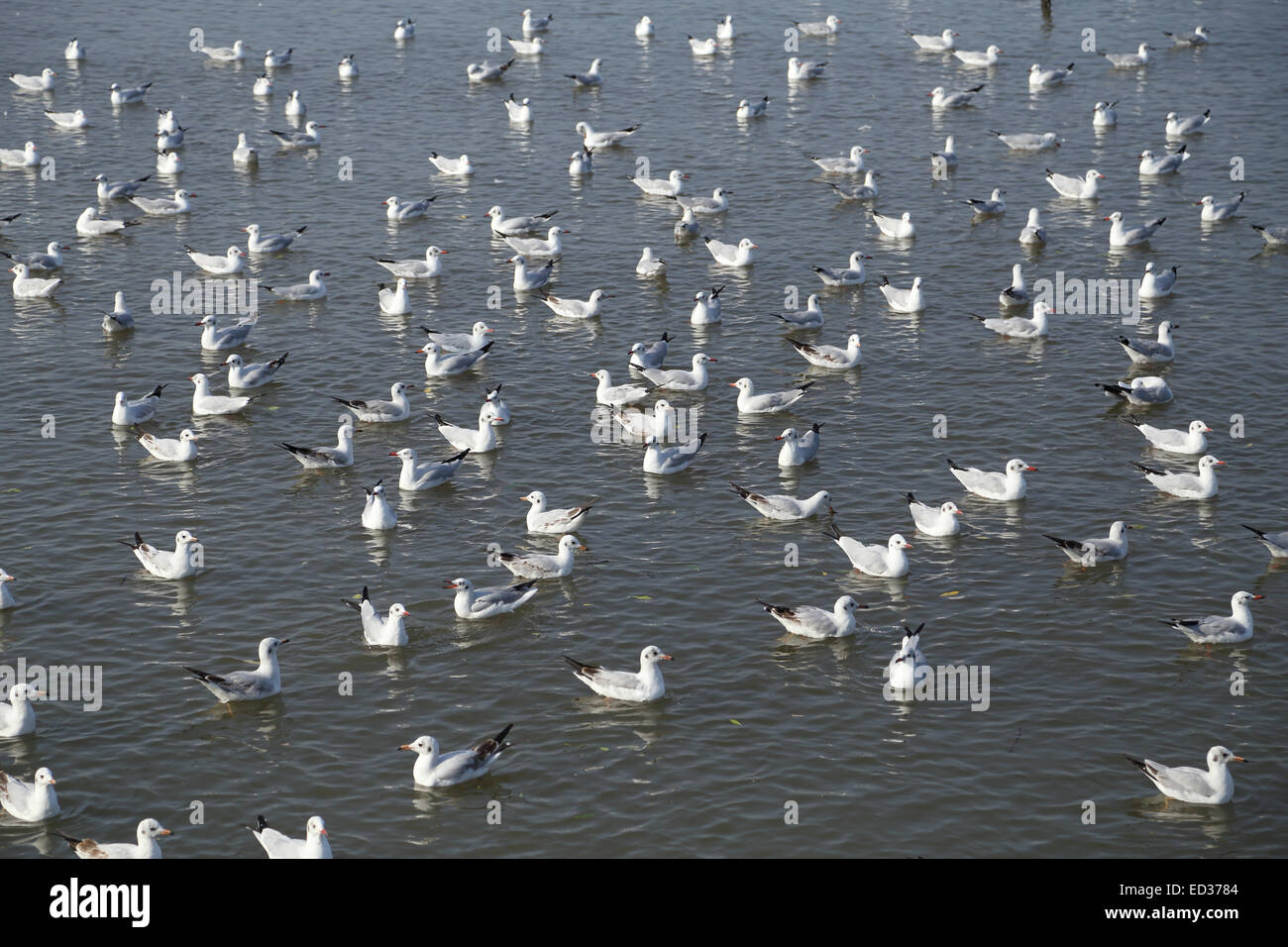 Möwe, Baden am Meer am Strand von Bang Pu, Thailand Stockfoto