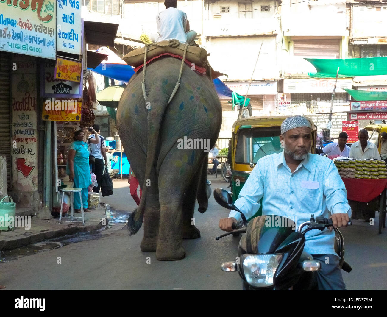 Elefanten in den Straßen von Ahmedabad, Gujarat Indien Stockfoto