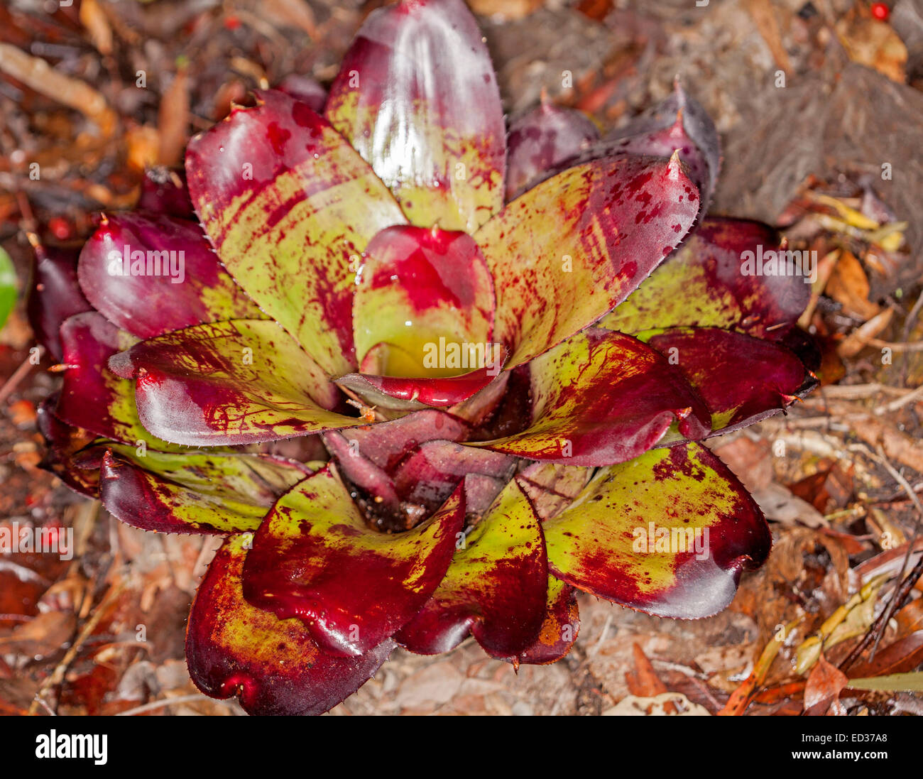 Knallbunte Bromelien, lässt Neoregelia Sorte 'Bill Morris', mit grünlich gelb mit lebhaft roten Spritzern und Tipps Stockfoto