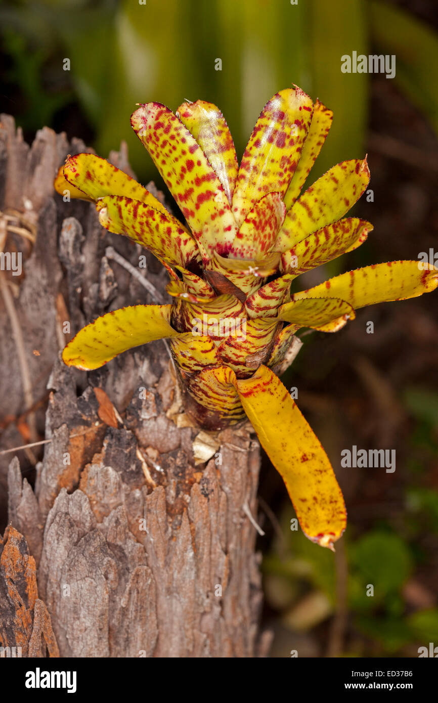 zimmerpalme drachenbaum Dracaena ulises (Drachenbaum) (XL) kaufen? | Nala main image 0