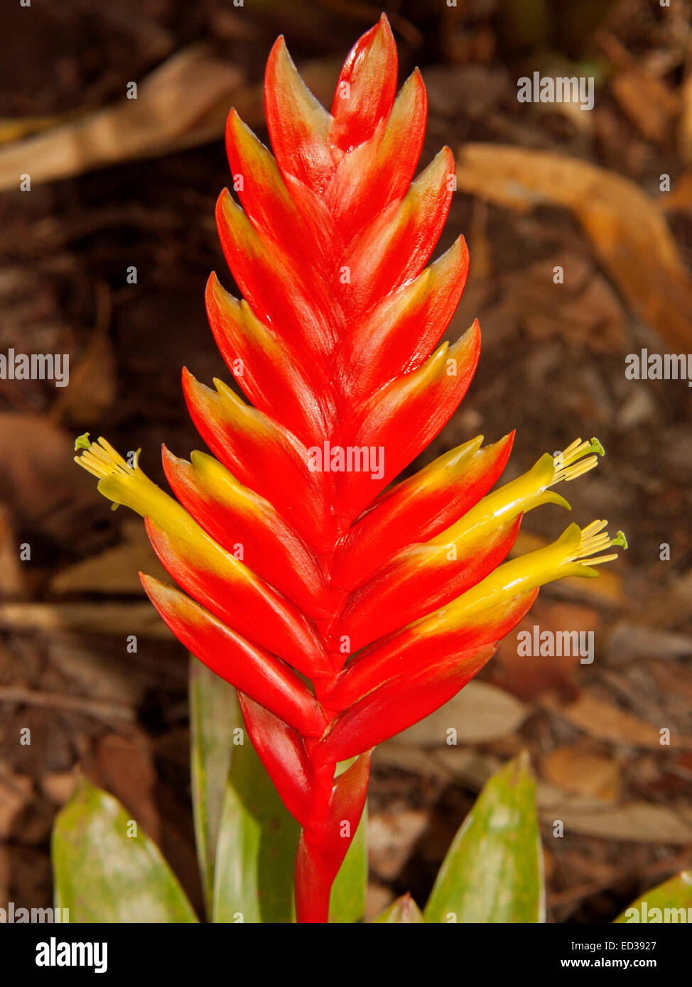 Lebendige Flamme roten Hochbltter und leuchtend gelben Blten der Bromelie,  Vriesea Mariae, dunklen braunen Hintergrund Stockfotografie - Alamy