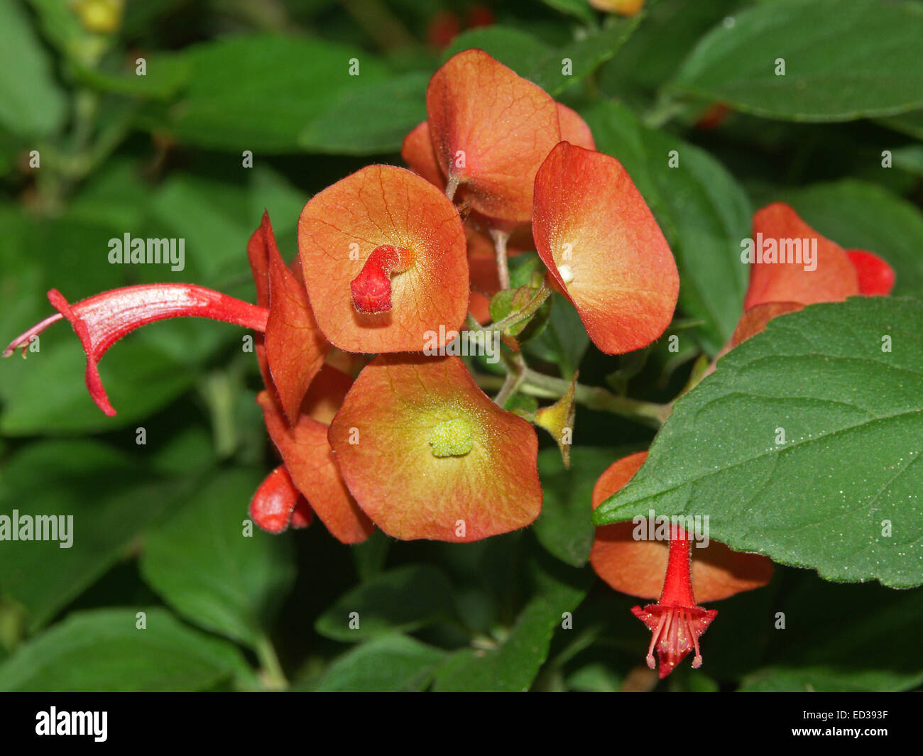 Cluster von leuchtend orange Blüten der Holmskioldia sanguineaund, Chinaman Hut / Tasse & Untertasse Pflanze umgeben von grünen Blättern Stockfoto