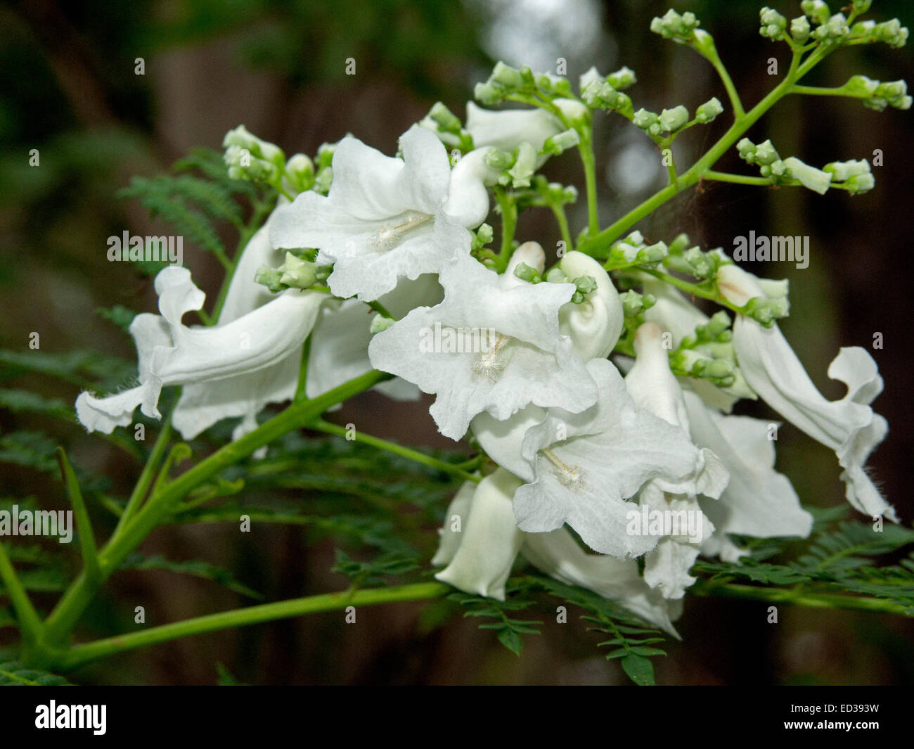 Cluster von Blüten und Knospen von seltenen weißen blühenden Jacaranda-Baum, "White Christmas", Hintergrund der dunkelgrüne Blätter Stockfoto